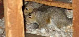 Squirrels in Ceiling