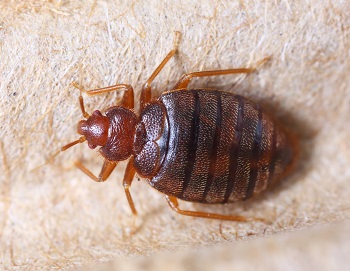 Bloomingdale Bed Bug Extermination